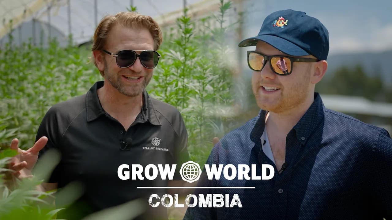 Stanley Brothers Exporting Colombian GMP Medical Cannabis to Australia